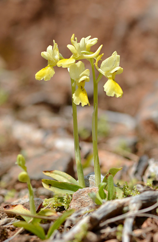 Orchis pauciflora