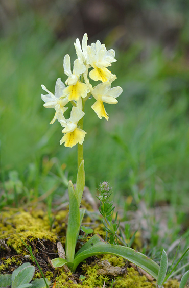 Orchis pauciflora