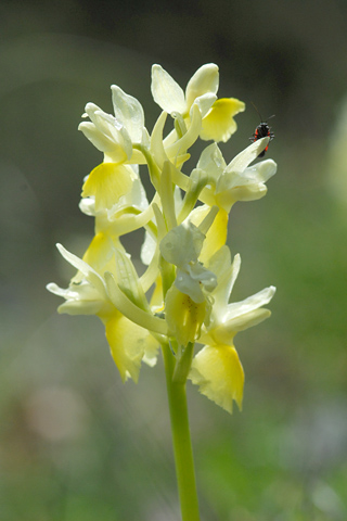 Orchis pauciflora