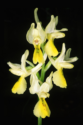 Orchis pauciflora