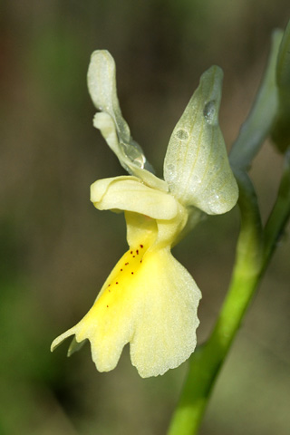 Orchis pauciflora