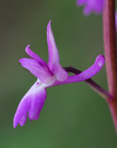 Orchis pinetorum