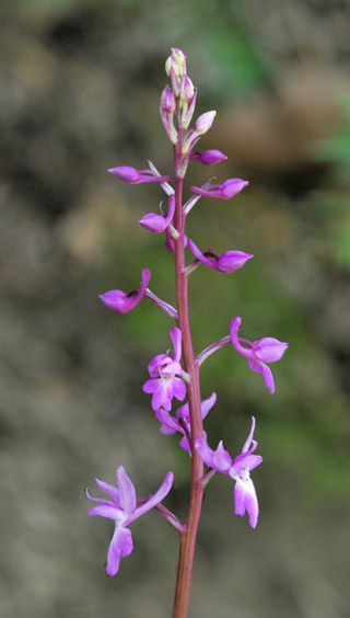 Orchis pinetorum