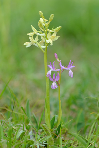 Orchis langei x provincialis