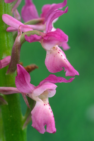 Orchis mascula x provincialis
