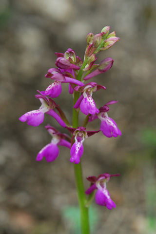 Orchis provincialis x spitzelii