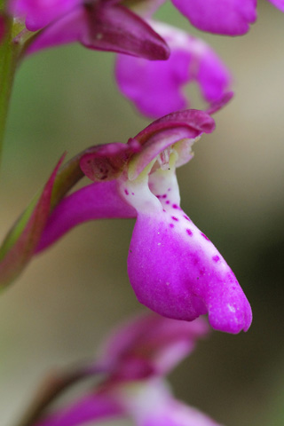 Orchis provincialis x spitzelii