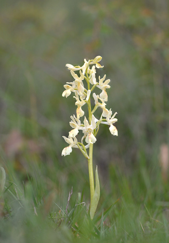 Orchis provincialis