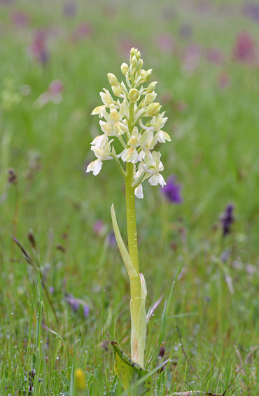 Orchis provincialis