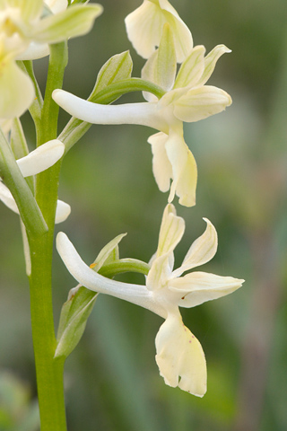 Orchis provincialis