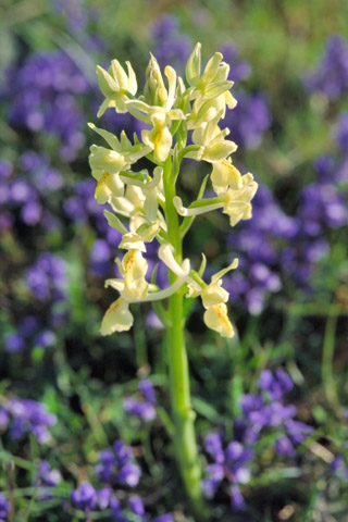 Orchis provincialis