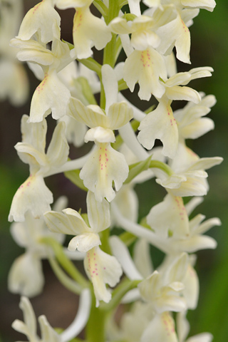 Orchis provincialis