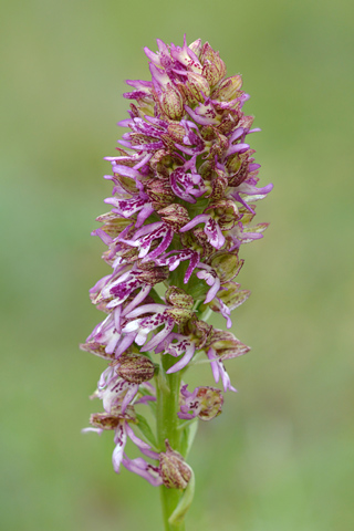 Orchis anthropophora x purpurea