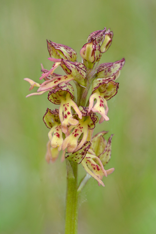 Orchis anthropophora x purpurea