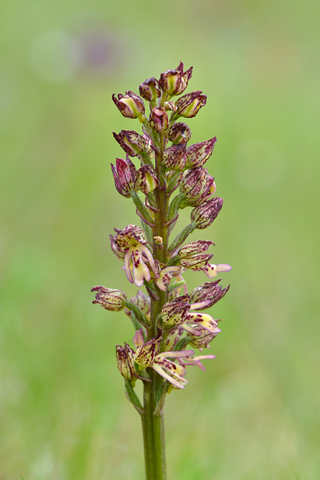 Orchis anthropophora x purpurea