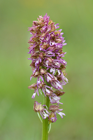 Orchis anthropophora x purpurea
