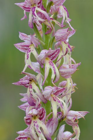 Orchis anthropophora x purpurea