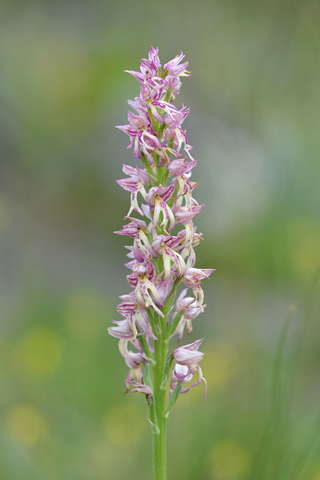 Orchis anthropophora x purpurea