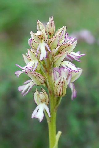 Orchis anthropophora x purpurea