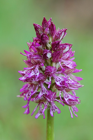 Orchis purpurea x simia