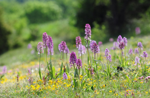 Orchis purpurea