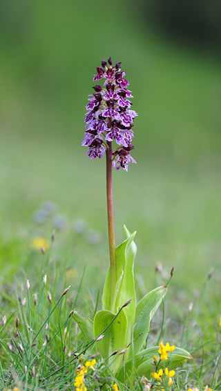 Orchis purpurea