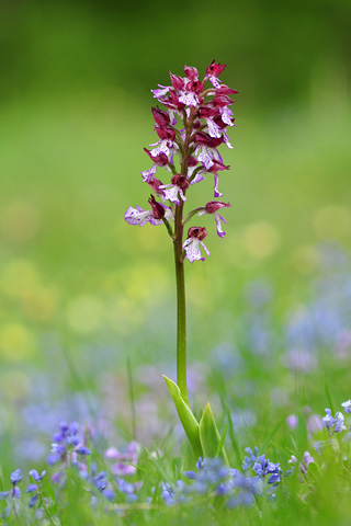 Orchis purpurea