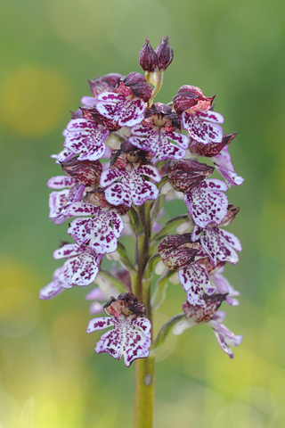 Orchis purpurea