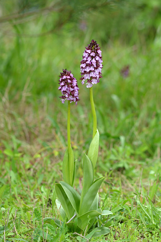 Orchis purpurea