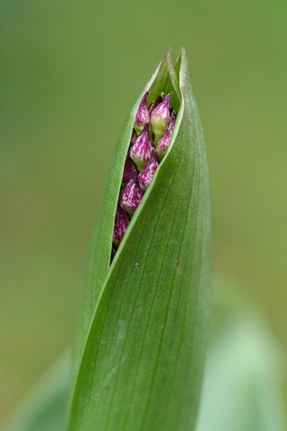 Orchis purpurea