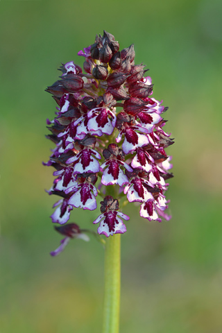 Orchis purpurea