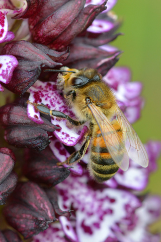 Orchis purpurea