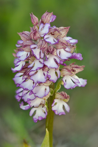 Orchis purpurea