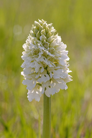 Orchis purpurea