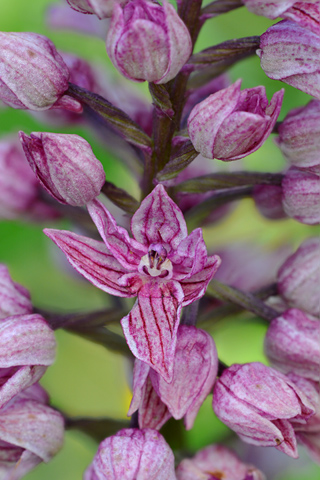 Orchis purpurea