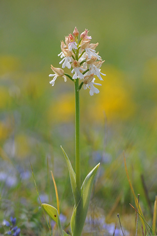 Orchis purpurea