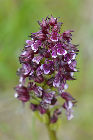 Orchis purpurea