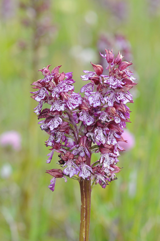 Orchis purpurea