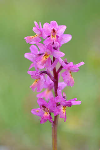 Orchis pauciflora x quadripunctata