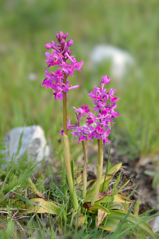 Orchis pauciflora x quadripunctata