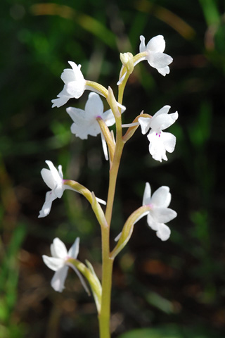 Orchis quadripunctata