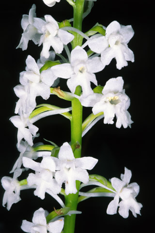 Orchis quadripunctata