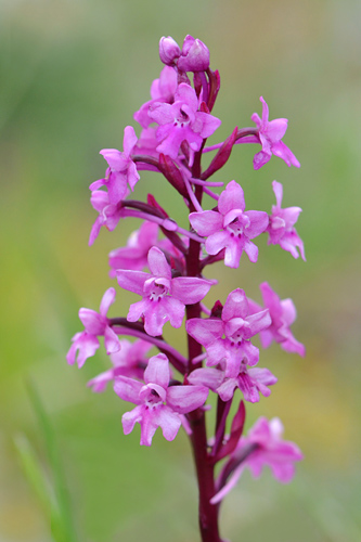 Orchis quadripunctata