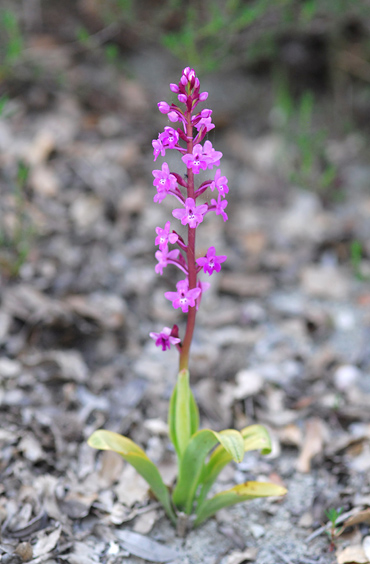 Orchis quadripunctata