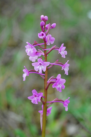 Orchis quadripunctata