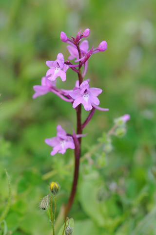 Orchis quadripunctata