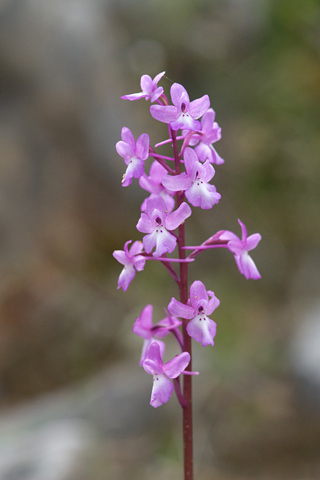 Orchis quadripunctata