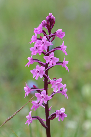 Orchis quadripunctata