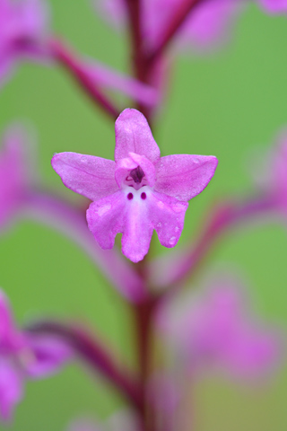 Orchis quadripunctata