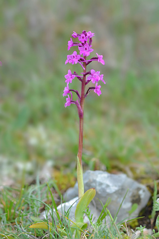 Orchis quadripunctata